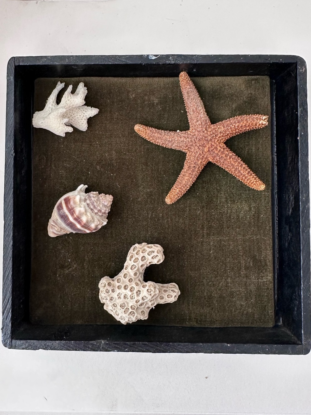 Shadow Box NATURAL Shell Collection of VTG Shells Conch Starfish Coral